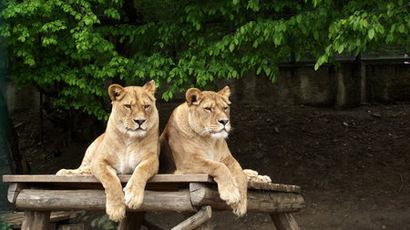 Waiting for a dinnerの写真素材