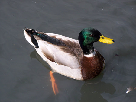 Duck Enjoying The Waterの写真素材