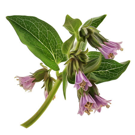 Flowering comfrey (Symphytum officinale) isolated on white backgroundの素材