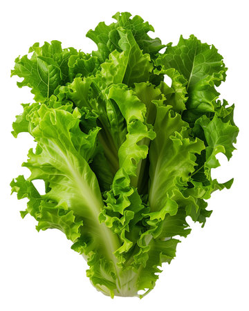 Lettuce isolated on transparent background.の素材