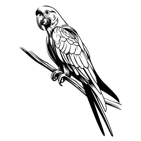 Parrot Perched On Branch In Vectorのイラスト素材