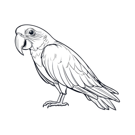 Detailed Parrot Sketch In Black Linesのイラスト素材