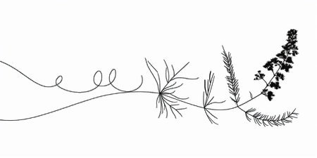 illustration of a branch of a plant. Black and white.の素材