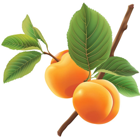 Ripe apricot with leaves isolated on transparent background.の素材