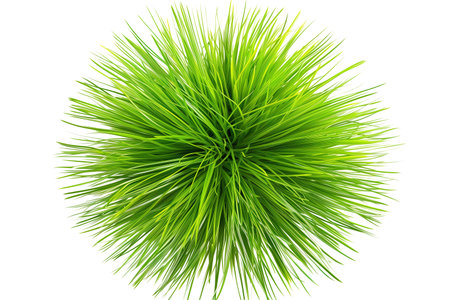 Green grass isolated on transparent background. Top view. Flat lay.の素材