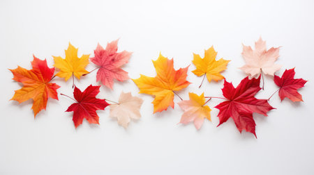 a collection of maple leaves against a clean white canvas. Experience the beauty of the fall season.の写真素材
