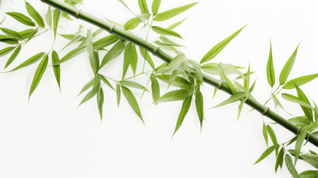 Nature's Beauty: Lush, vibrant bamboo showcasing its organic splendor on a clean white backdropの写真素材