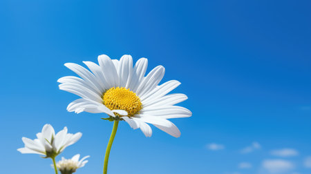 daisy flower against a captivating blue sky with a shallow depth of fieldの素材