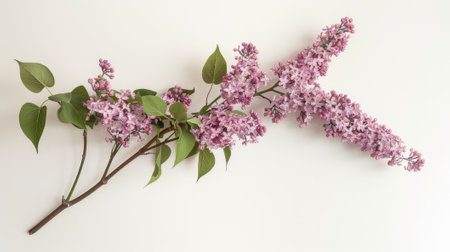 lilac branches, highlighting the beauty of lilac blossoms in a natural arrangement.の素材