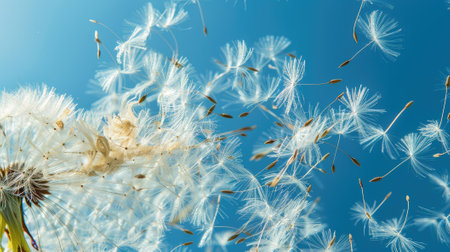 dynamic shot of dandelion seeds blowing in the wind against a vivid blue sky, conveying a sense of freedom and the whimsical beauty of nature.の素材