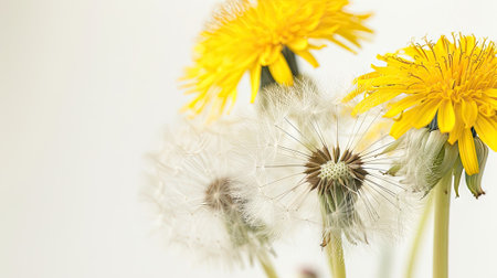 close-up of a dandelion puffball and yellow dandelions on a pure white background.の素材