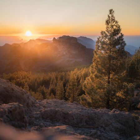 The sun illuminates a pine on the mountain. The image shows us more trees around. The sunset illuminates the entire valley and the clouds in the sky illuminate with blue and orange colors.の写真素材