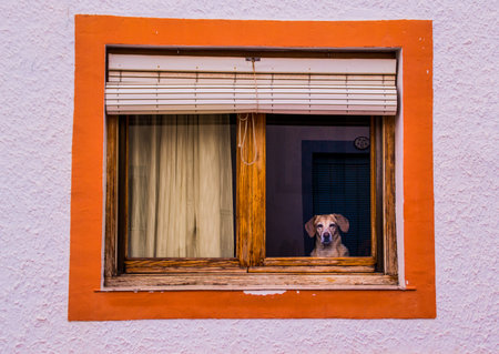 A dog is looking out the window of a low house. Look ahead and watch. The window has an orange...