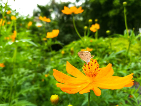 The yellow flower with a liitle butterfly in the garden