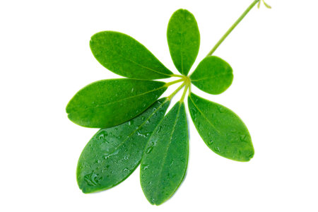 Branches and leaves
