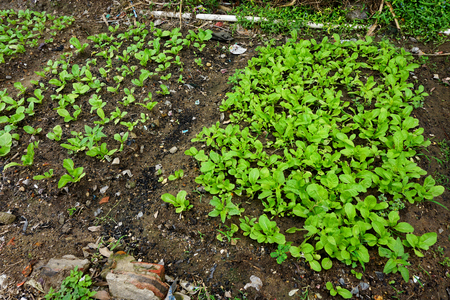 Chinese cabbage in the vegetable gardenの写真素材