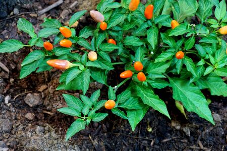 Closeup of chiliの写真素材