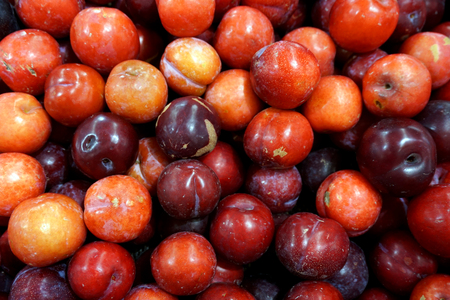 A heap of plumの写真素材