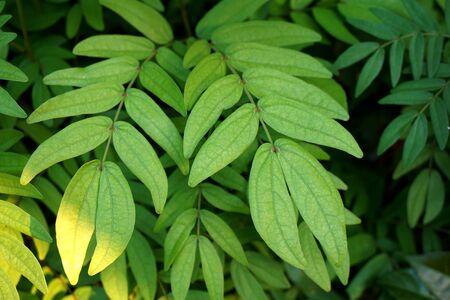 Closeup of leavesの写真素材