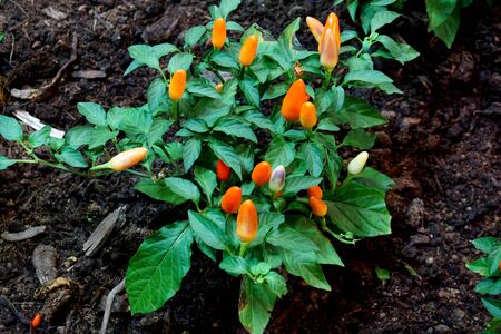 Closeup of chilies plantの写真素材