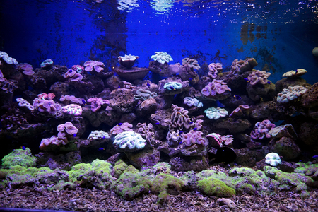 Closeup of coralの写真素材