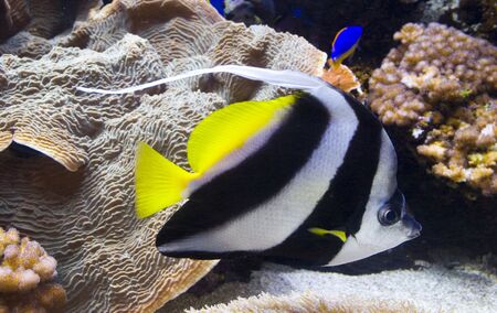 Angel Fishの写真素材