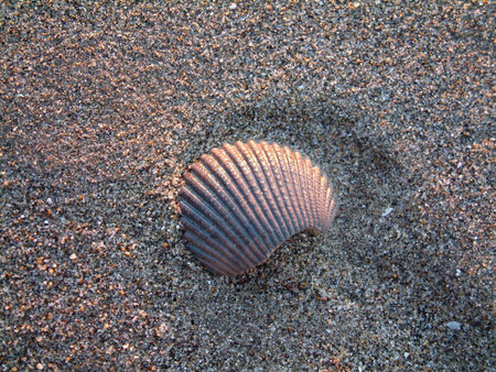 Seashell