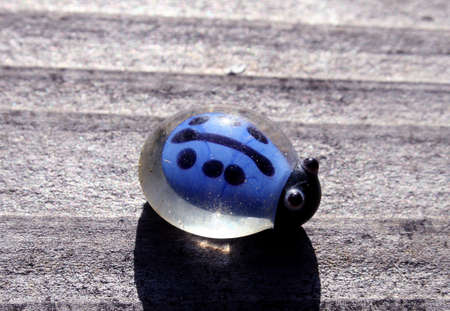 Little Blue Ladybugの写真素材