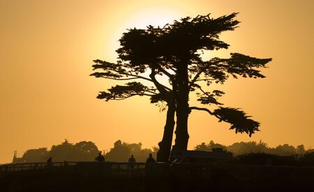 Sunset Treeの写真素材