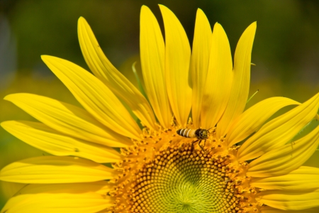 Sunflower Of Thailandの写真素材