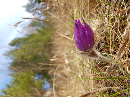 purple unopened flower with drops of water against the blue sky