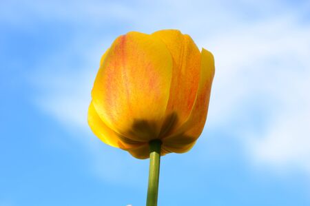 open yellow tulip against the bare skyの写真素材