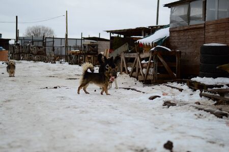 Shelter for homeless dogs in the cellsの写真素材