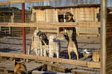 Shelter for homeless dogs in the cellsの写真素材