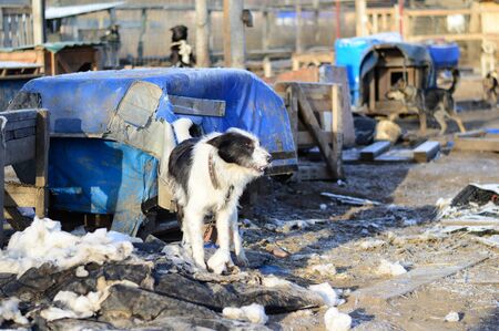 one dog in a dog shelterの写真素材