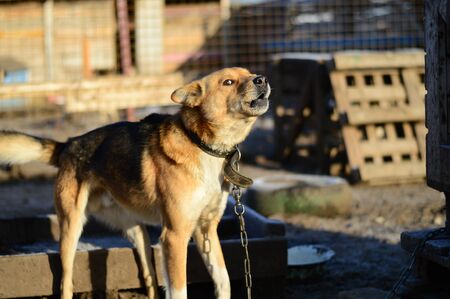 one dog in a dog shelterの写真素材