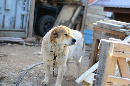one dog in a dog shelterの写真素材