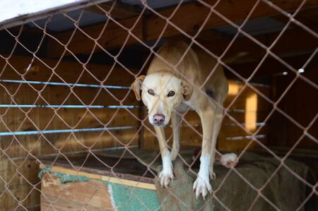 one dog in a dog shelter horizontallyの写真素材
