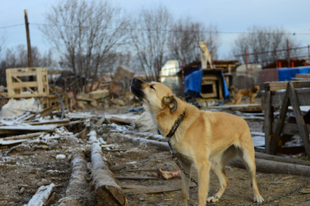 A dog in a dog shelter