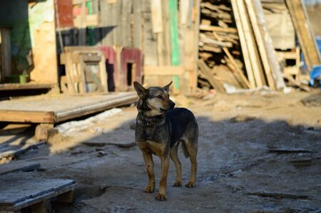 one dog in a dog shelter horizontallyの写真素材
