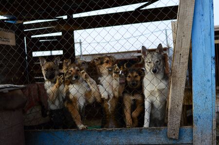 Shelter for homeless dogs in the cellsの写真素材