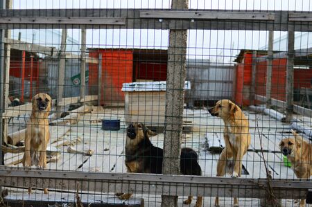Shelter for homeless dogs in the cellsの写真素材