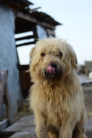 A dog in a dog shelterの写真素材