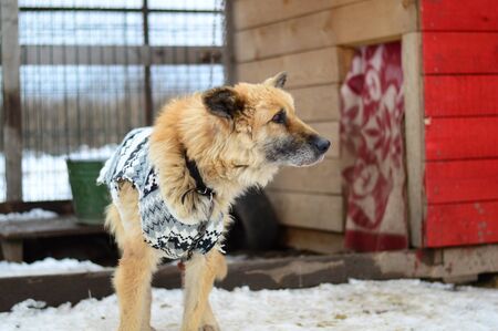 one dog in a dog shelter horizontallyの写真素材