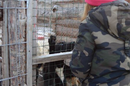 Man strokes dog in shelter on street in cageの写真素材