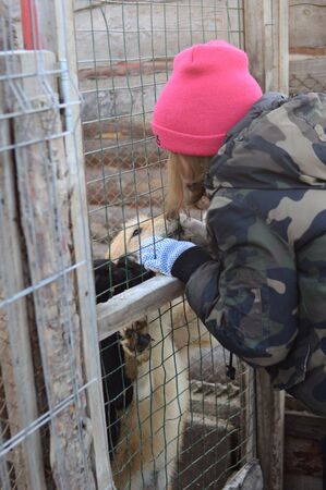 Man strokes dog in shelter on street in cageの写真素材