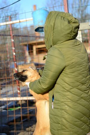 Man strokes dog in shelter on street in cageの写真素材