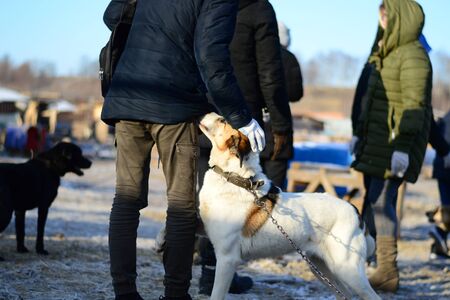 Man strokes dog in shelter on street in cageの写真素材