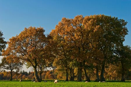 Landscape of a farmland with colorful autumn trees on a sunny dayの写真素材