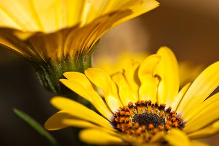 Heart of a sunflower in closeupの写真素材